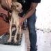 Realizan primer cateo para rescatar a un perrito abandonado en Texmelucan