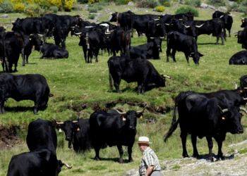 Con “corridas sin sangre”, toro de lidia podría extinguirse en 2 años: Ganaderos