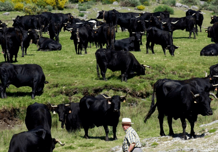 Con “corridas sin sangre”, toro de lidia podría extinguirse en 2 años: Ganaderos