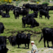 Con “corridas sin sangre”, toro de lidia podría extinguirse en 2 años: Ganaderos