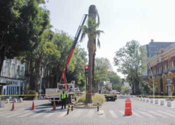 Por representar un riesgo, se han retirado 80 palmeras en la ciudad: Clemente Gómez