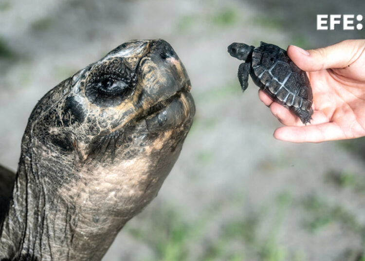 ‘Goliat’, la tortuga gigante de Galápagos padre a los 134 años