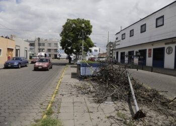 Se han retirado 120 árboles de 3 mil que representan un riesgo para la ciudadanía