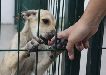 Bienestar Animal ha recibido más de 100 denuncias por maltrato