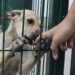 Bienestar Animal ha recibido más de 100 denuncias por maltrato
