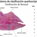 La cavidad oral aporta rasgos característicos para identificar a las personas