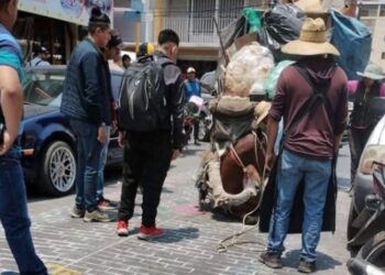 Ordenan a Gobierno de Texmelucan no usar caballos para recolección de basura