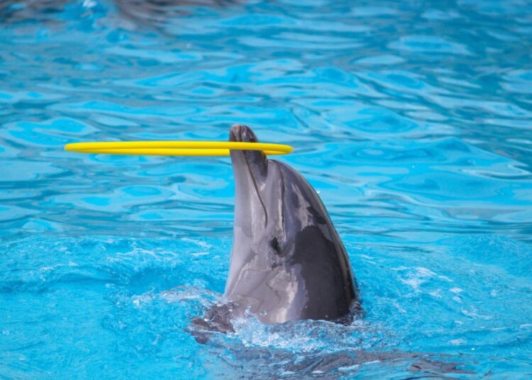 Senado avala prohibición de mamíferos marinos en espectáculos