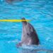 Senado avala prohibición de mamíferos marinos en espectáculos