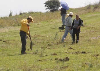 Invertirán 14 mdp en programas de reforestación