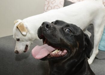 Congreso pide a ediles que destinen recursos para apertura de Centros de Bienestar Animal