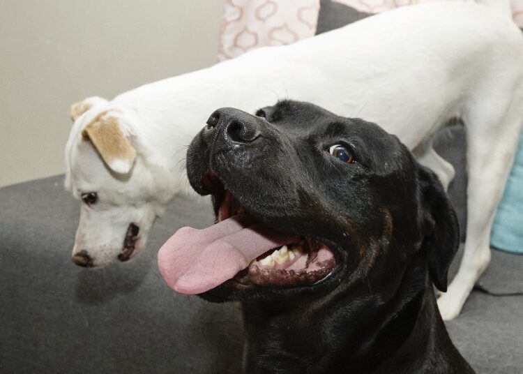 Congreso pide a ediles que destinen recursos para apertura de Centros de Bienestar Animal