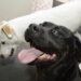 Congreso pide a ediles que destinen recursos para apertura de Centros de Bienestar Animal