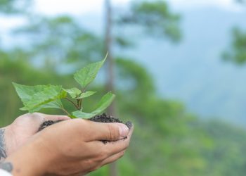 PVEM invita a jornada de reforestación en San Pedro Cholula