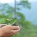 PVEM invita a jornada de reforestación en San Pedro Cholula