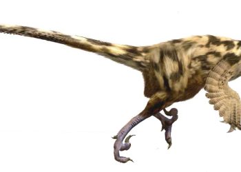 En los Pirineos había una gran diversidad de dinosaurios carnívoros: estudio