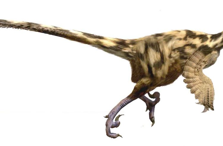 En los Pirineos había una gran diversidad de dinosaurios carnívoros: estudio