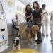 Terapeutas de cuatro patas en España