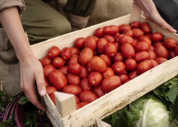 México seguirá exportando tomate a EE.UU., pese a arancel