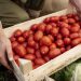 México seguirá exportando tomate a EE.UU., pese a arancel
