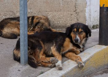 Hemos recibido 250 denuncias por maltrato animal: Iván Herrera