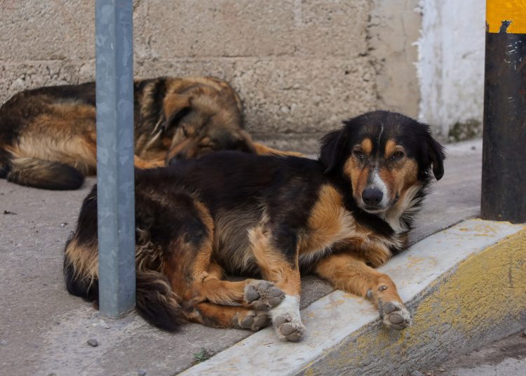 Hemos recibido 250 denuncias por maltrato animal: Iván Herrera