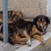 Hemos recibido 250 denuncias por maltrato animal: Iván Herrera