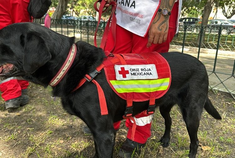 Tres nuevos lomitos se sumaron al grupo canófilo de la Cruz Roja en Puebla