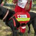 Tres nuevos lomitos se sumaron al grupo canófilo de la Cruz Roja en Puebla