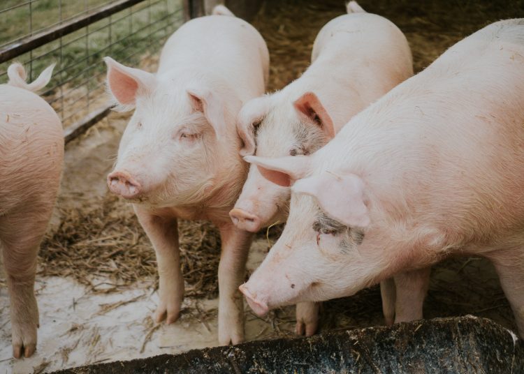 Bienestar animal, fundamental en procesos productivos de Altosano-Granjas Carroll