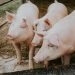 Bienestar animal, fundamental en procesos productivos de Altosano-Granjas Carroll
