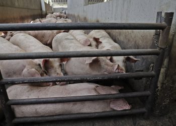 Unión Ganadera Regional de Porcicultores de Puebla informa