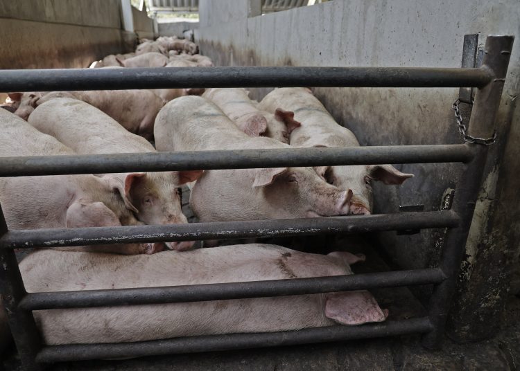 Unión Ganadera Regional de Porcicultores de Puebla informa