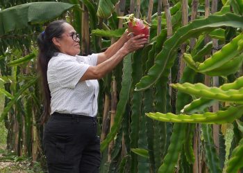 Oaxaca apuesta por la producción de Pitahaya