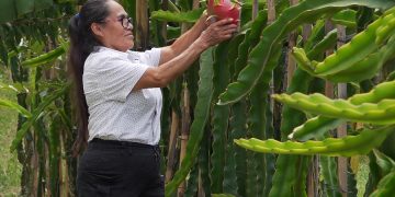 Oaxaca apuesta por la producción de Pitahaya