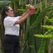 Oaxaca apuesta por la producción de Pitahaya