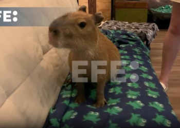 Capibaras llegan a Florida: para apoyar la conservación