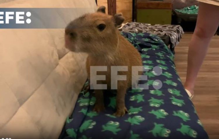 Capibaras llegan a Florida: para apoyar la conservación