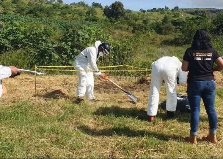 Primera exhumación canina en Ocoyucan