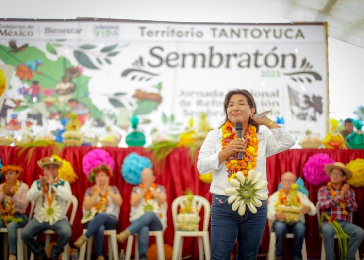 Inicia desde Veracruz Sembratón 2025. Jornada Nacional de Reforestación del programa Sembrando Vida