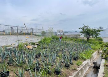 UAG impulsa proyecto para mitigar impacto ambiental de la agricultura en Jalisco