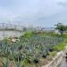 UAG impulsa proyecto para mitigar impacto ambiental de la agricultura en Jalisco