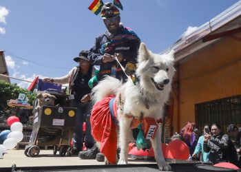 ‘Patitas con estilo’, pasarela contra el abandono de mascotas
