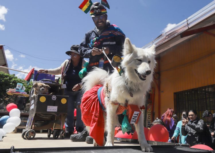 ‘Patitas con estilo’, pasarela contra el abandono de mascotas