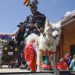 ‘Patitas con estilo’, pasarela contra el abandono de mascotas