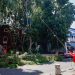Árboles derribados del Parque Sor Juana representaban un riesgo