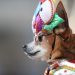 ‘Patitas del Bicentenario’, un festejo adelantado por el Día del Perro