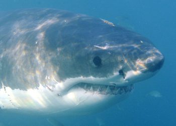 Tiburones blancos en el Lejano Oriente ruso por cambio climático