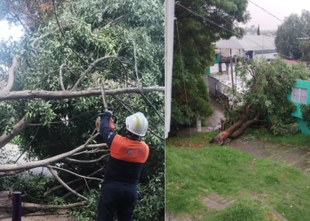 Atienden caída de árboles en Xonaca y Moctezuma