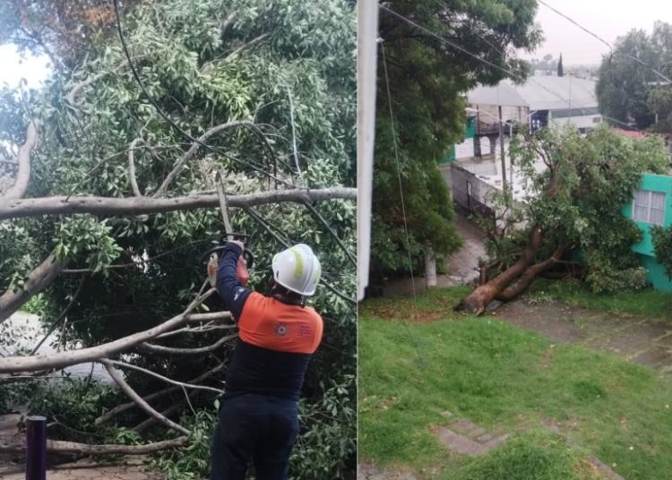 Atienden caída de árboles en Xonaca y Moctezuma